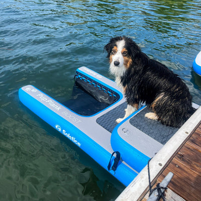 Verified owner's dog on the Pup Plank